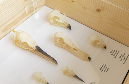 schedels van vogels (vergroot foto)