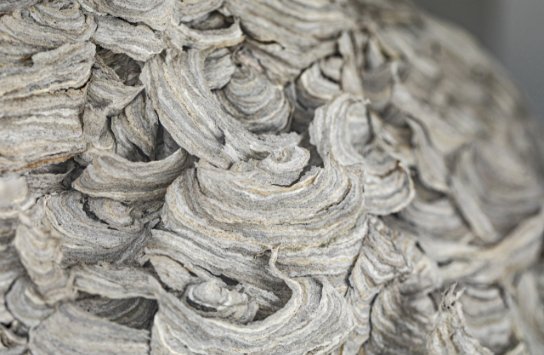 detail wespennest (vergroot foto)